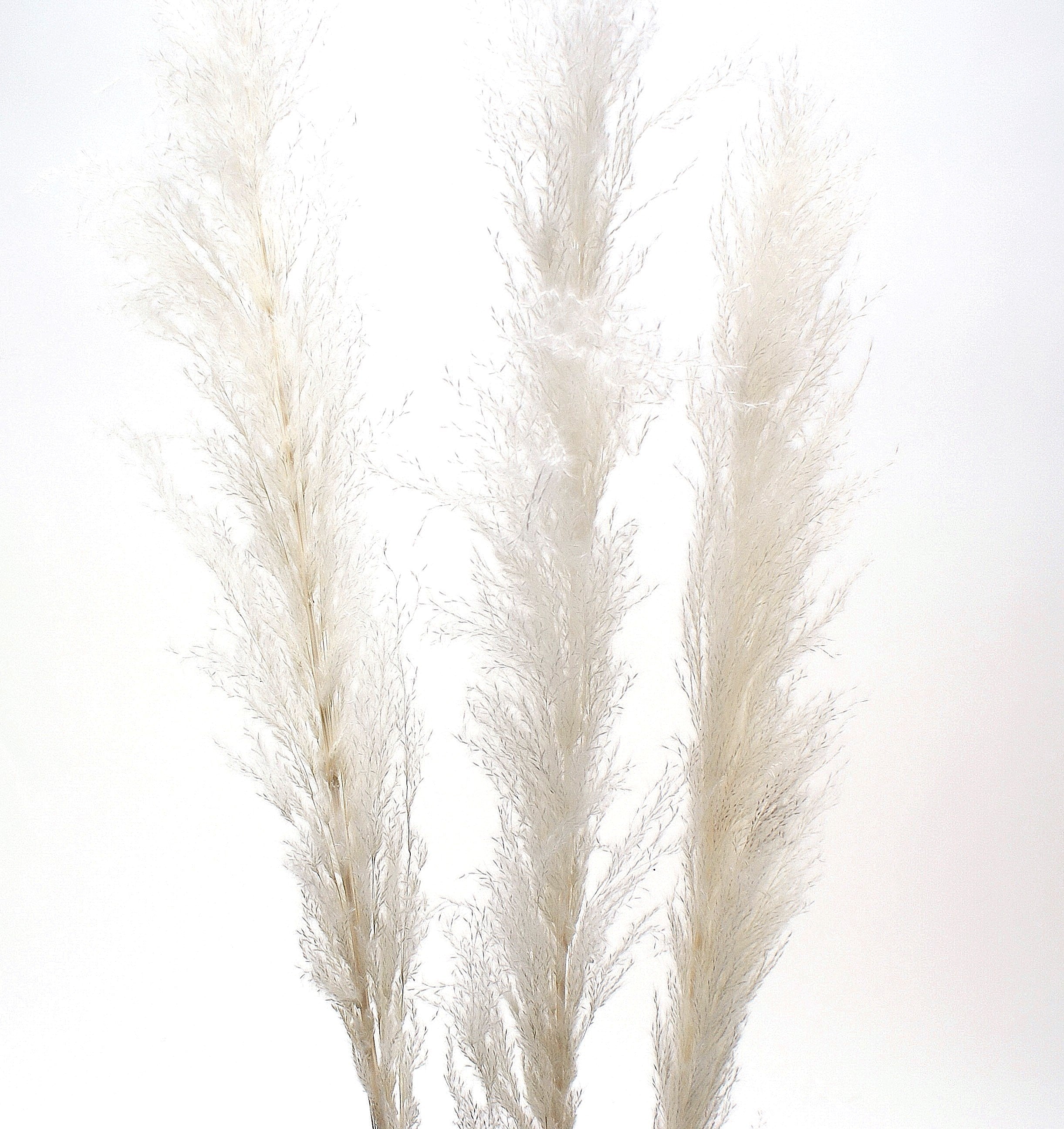 Natural Dried Pampas Grass White – Crafted Decor