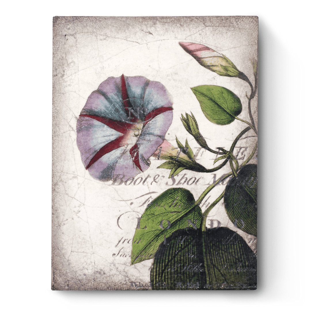 T 439 Morning Glory - RETIRED Sid Dickens Memory Block