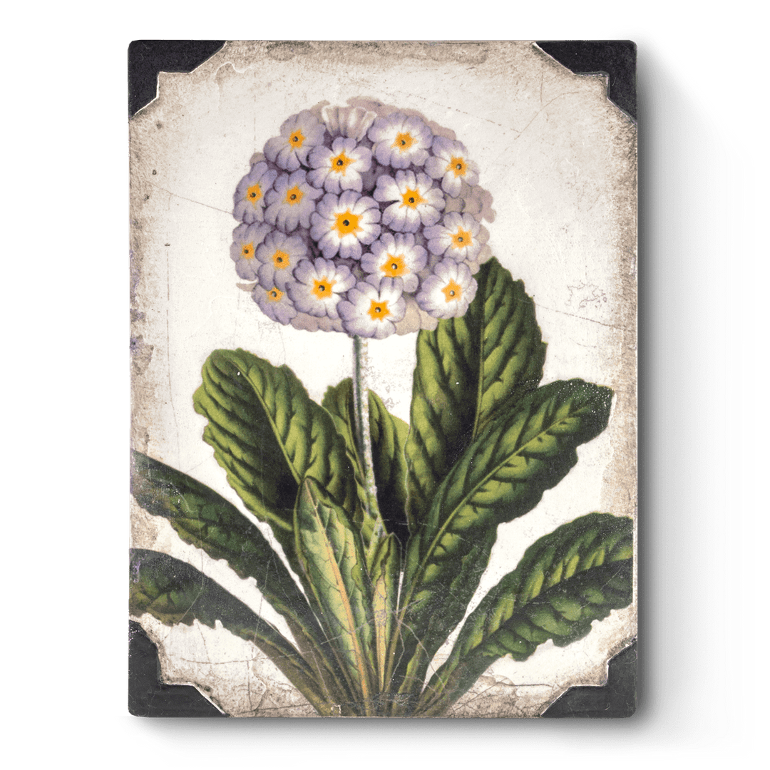 T 460 First Bloom - RETIRED Sid Dickens Memory Block