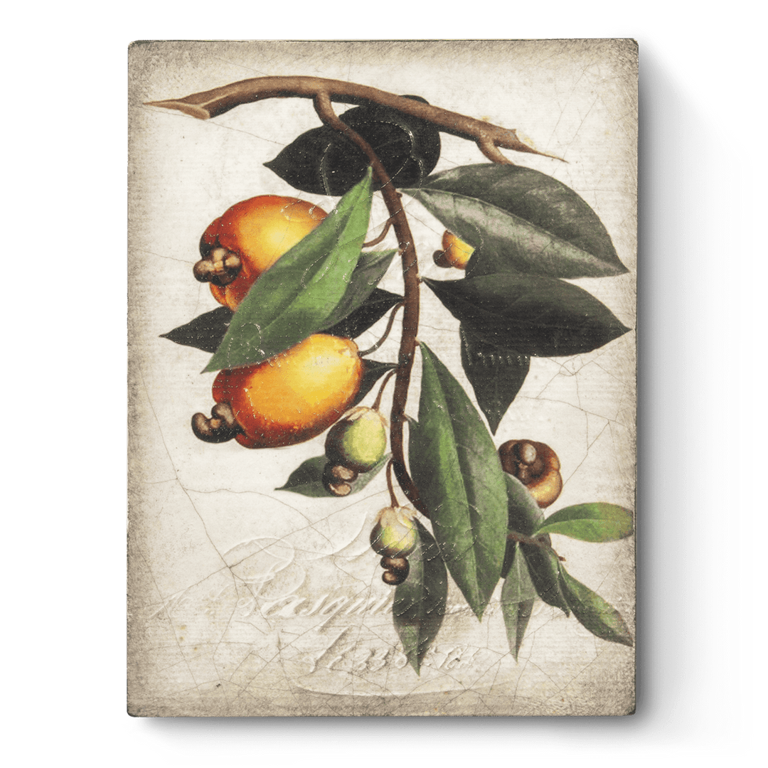 T 446 Cashew Apple - RETIRED Sid Dickens Memory Block