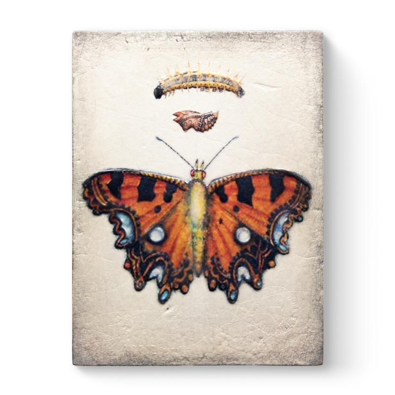 T 546 Chrysalis Retired Sid Dickens Memory Block