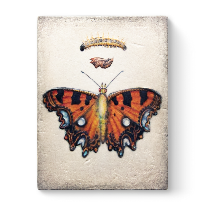 T 546 Chrysalis Retired Sid Dickens Memory Block