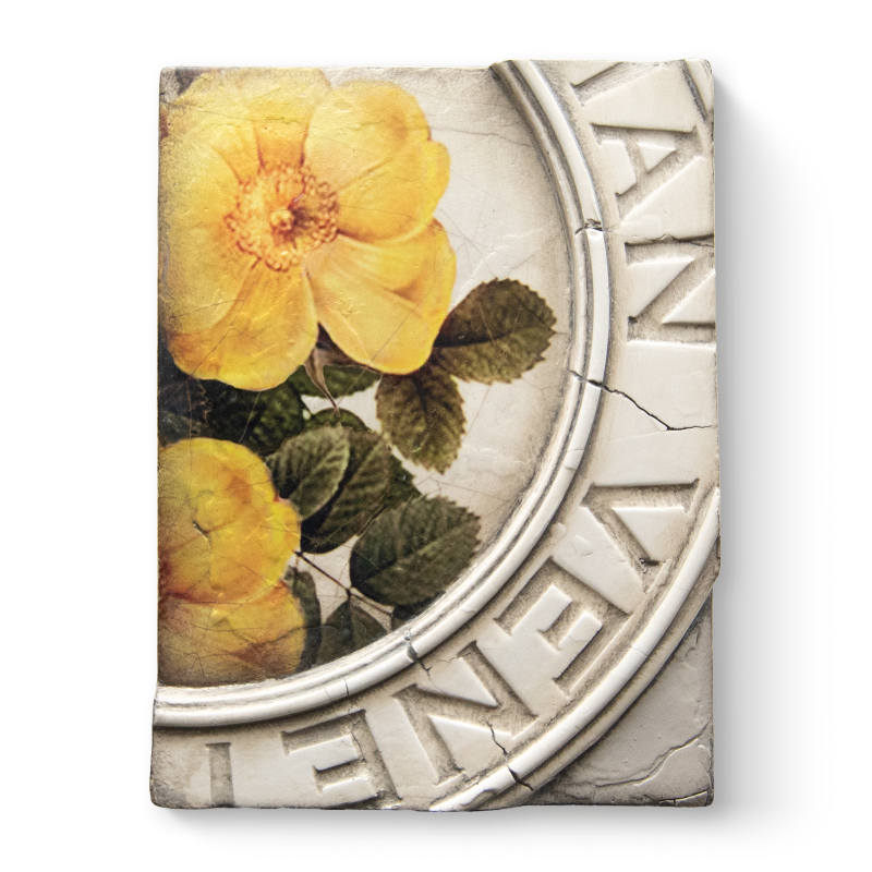 T 556 Rosa Retired Sid Dickens Memory Block