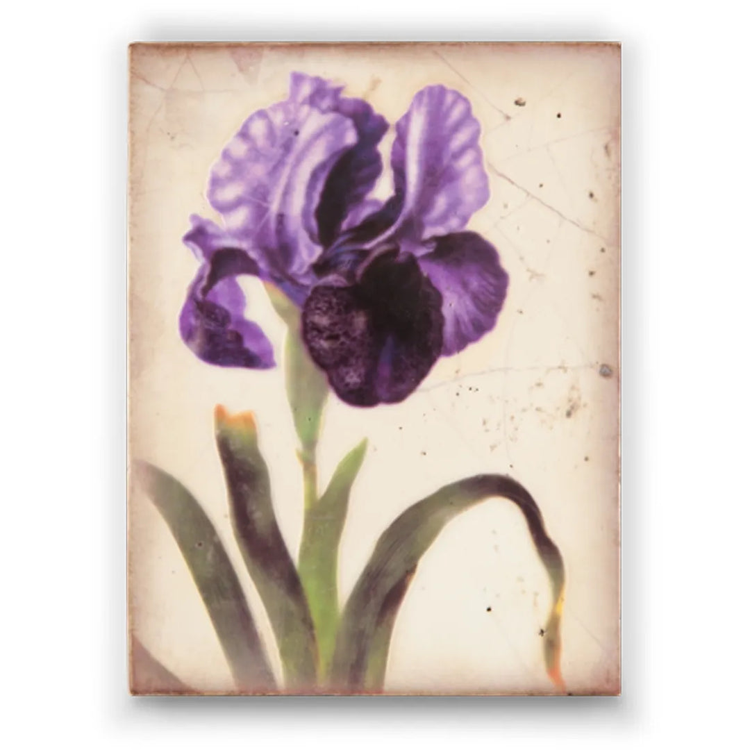 T 258 Iris Royale- RETIRED Sid Dickens Memory Block