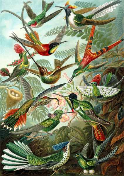 Madame Treacle Card - Flying Birds