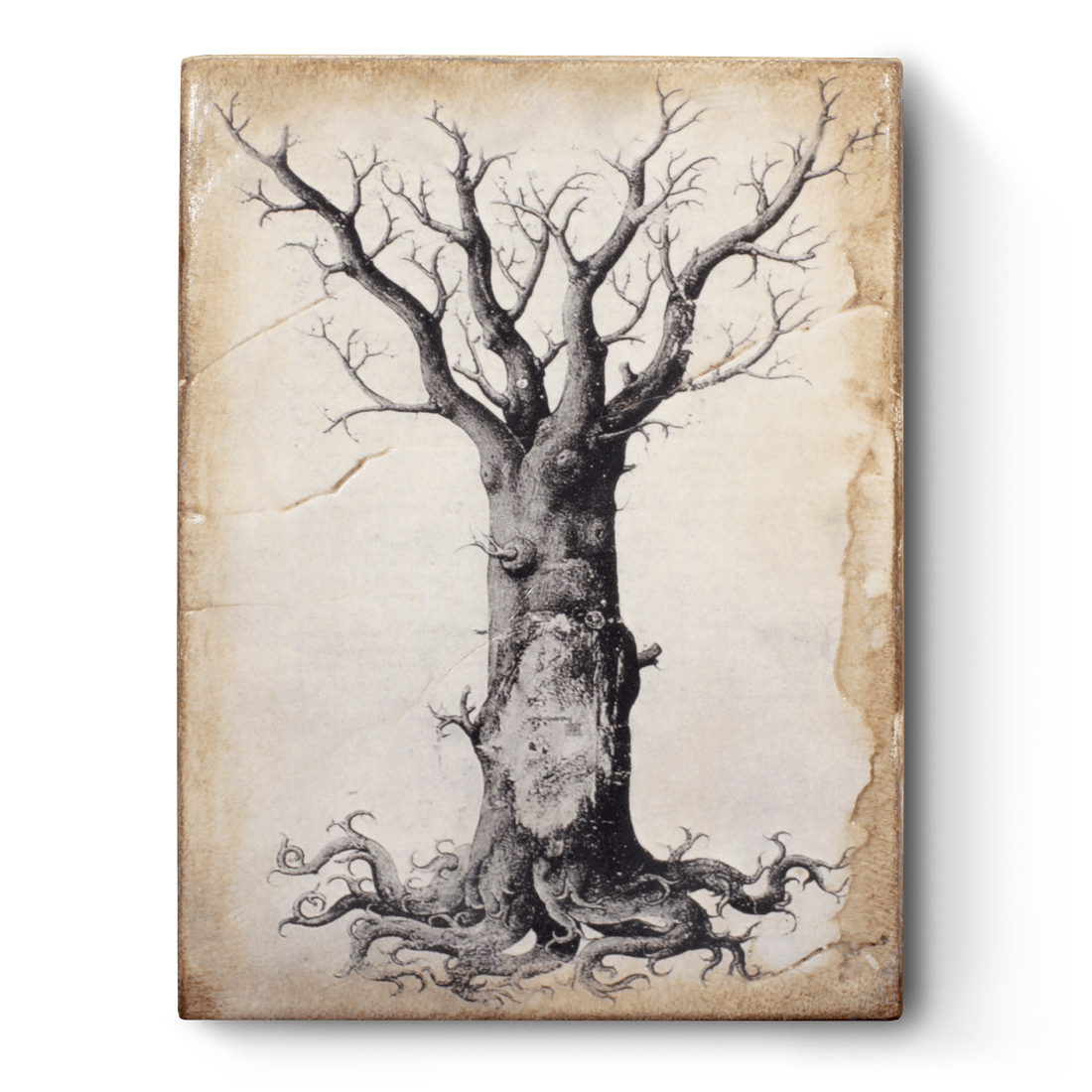 T 125 Medieval Tree of Life Sid Dickens Memory Block