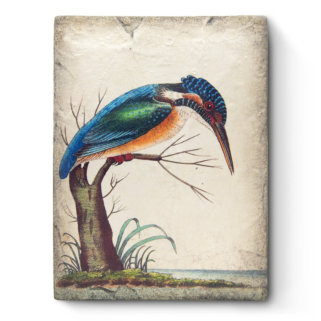 Sid_Dickens_T599-Kingfisher-